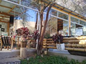 a store front with a tree and windows at Hospedaje Rocha in Ica