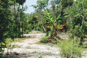 Zahrada ubytování Palmento Grove Garifuna Eco-Cultural & Healing Institute