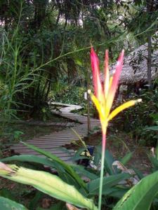 Gallery image of Reserva Natural Heliconia Amazonas in Leticia