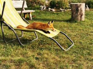 a fox laying on a lawn chair in the grass at Cottage La Sierra with JACUZZI in Korenica
