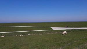 un pastoreo de ovejas en un campo junto a una valla en Ferienhof Schild FeWo Bullerbü, en Wangerland