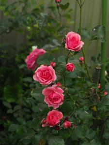 eine Gruppe rosa Rosen, die in einem Garten wachsen in der Unterkunft 59 Chaucer Apartment in Cambridge