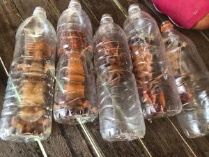 un groupe de bouteilles en plastique remplies de différents types de fruits de mer dans l'établissement Spheredivers Scuba & Leisure, à Pulau Mabul 