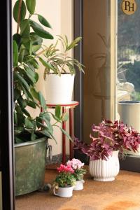 a group of potted plants sitting on a window sill at Polo Hotel in Usmate Velate