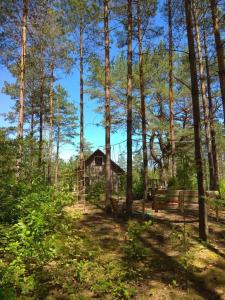 a cabin in the middle of a forest with trees at Szary domek Zelwa in Zelwa