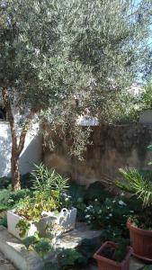 ラーカレにあるCasa Della Nonnaの鉢植えの植木のある庭園