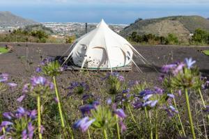 Free Canari - Los Alamos 8 في Tegueste: خيمة بيضاء على قمة تل به زهور أرجوانية