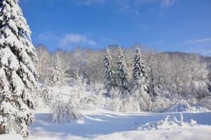 un bosque nevado con árboles y árboles nevados en LE REVE DE CHARLES, en Faucompierre