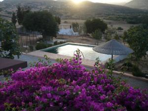 un jardín con flores púrpuras y una piscina en La Casa de las Higueras Dar Karmus Tetouan en Tetuán