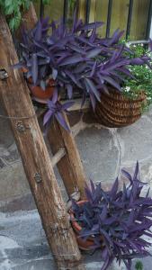 un montón de flores púrpuras en una cesta en Favelle House, en Campo di Giove