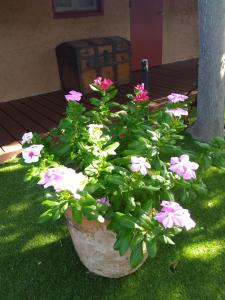 a potted plant with pink flowers in a yard at Grand Canyon West Hotel Sheps Miners Inn in Chloride