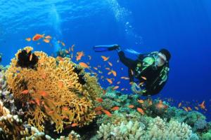 a person swimming over a coral reef with fish at Unit 3 Private Apartment - Roseau in Roseau