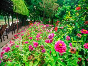 Chitwan Riverside Resort外面的花园