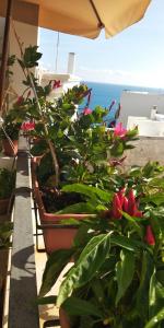 a row of potted plants on a balcony with the ocean at Tra le Mura in Polignano a Mare