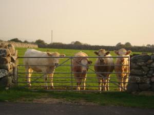 a group of cows standing behind a fence at Ystumgwern Luxury Barn Conversions in Dyffryn