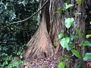 Fotografie z fotogalerie ubytování Natural Mystic Sanctuary v destinaci Deniyaya
