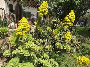 a garden with yellow flowers in front of a house at La Finestra Sull'Etna in Motta SantʼAnastasia