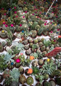 a display of cacti and other plants on a table at City Break Amsterdam BNB in Amsterdam