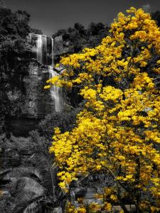 a tree with yellow flowers in front of a waterfall at San Gabriel Hotel Boutique in Suaita