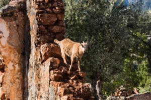 a goat standing on top of a rock wall at ARADENA TRADITIONAL House 4 in Arádhaina