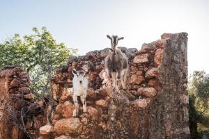 two goats standing on top of a rock wall at ARADENA TRADITIONAL House 4 in Arádhaina
