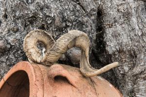 a snake is sitting on top of a vase at ARADENA TRADITIONAL House 4 in Arádhaina