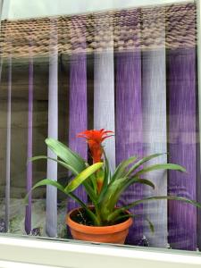 a red flower in a pot in a window at Pensiunea Casa Maria in Cluj-Napoca