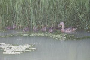 a group of ducks swimming in the water at Cmr in Saintes-Maries-de-la-Mer