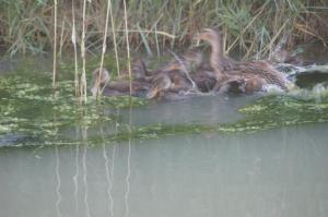 a group of ducks swimming in the water at Cmr in Saintes-Maries-de-la-Mer
