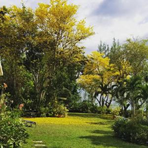 Contemporary Ocean and Garden- view Studio外面的花园