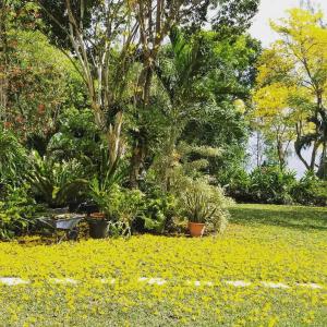 Contemporary Ocean and Garden- view Studio外面的花园