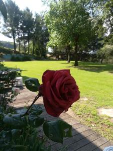 ファーノにあるCamere L'Eremoの庭のテーブルに座る赤いバラ