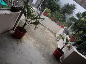 two palm trees in pots on a balcony at Rose Cottage in Mount Ābu