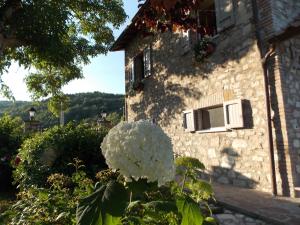 una flor blanca delante de un edificio en B&B Nonna Rosa en Norcia