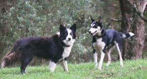 two dogs standing in the grass in a field at Johanna River Farm & Cottages in Johanna