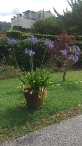 uma planta em vasos sentada na relva num quintal em Affittacamere Chez nouse em Massarosa