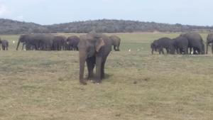 Altri animali domestici presso la stanza in casa privata o nei dintorni