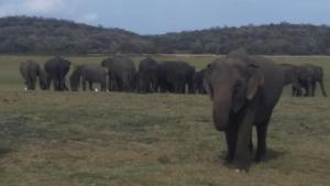 Altri animali domestici presso la stanza in casa privata o nei dintorni
