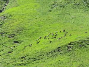 Animales en el albergue o alrededores