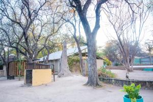 um grupo de árvores e um edifício num parque em Sitatunga Campsite Maun em Maun