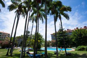 a beach with palm trees and palm trees at Coral Teide Mar in Puerto de la Cruz