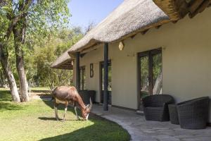 a gazelle grazing in the grass in front of a house at Mokuti Etosha in Namutoni