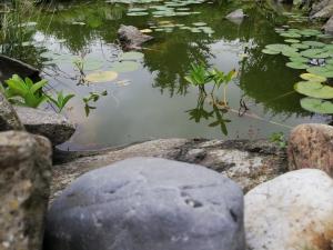 een vijver met waterlelies en een rots bij Studio Apartments Korosteljev in Osijek