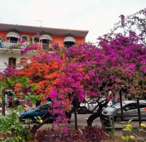 einen Baum mit rosa und lila Blumen vor einem Gebäude in der Unterkunft Villa Franco in Águas de São Pedro