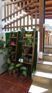 ein Zimmer mit einem Haufen Topfpflanzen und Treppen in der Unterkunft La Casita de Estrella in Candelaria