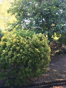 a large green bush in front of a tree at chambre double avec salle de bain privative in Cognac