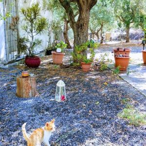 A garden outside Rodomelo Cute Studio 1