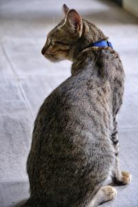 a cat with a blue collar sitting on the ground at i-river chiangmai in Chiang Mai