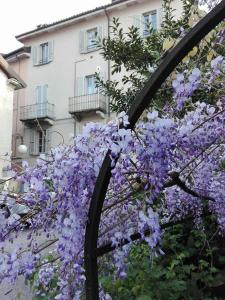 een bos paarse bloemen op een boom bij Casa Vacanze Stella in Verbania