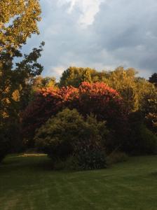 a group of trees with autumn foliage in a field at Lastingham Country Lodge in Lidgetton